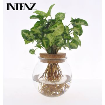 image SYNGONIUM ARROW RN BOCAL