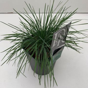 image KOELERIA GLAUCA