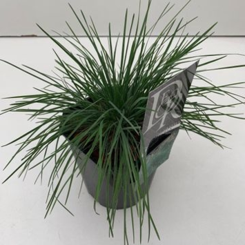 image KOELERIA GLAUCA