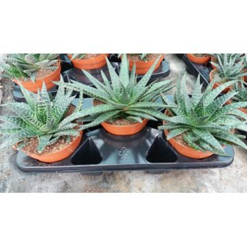 image GASTERIA FLOW
