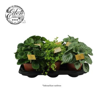 image PEPEROMIA VARIE