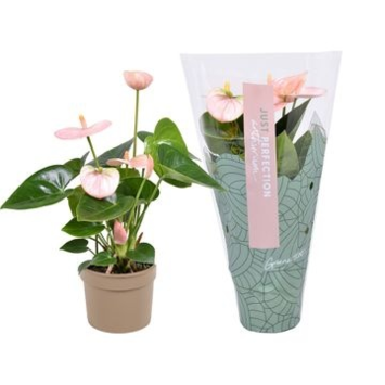 image ANTHURIUM ANDREANUM ROSE