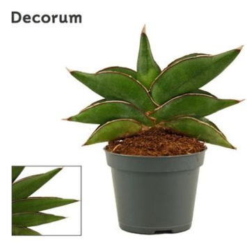 image SANSEVIERIA STYLISH FAN