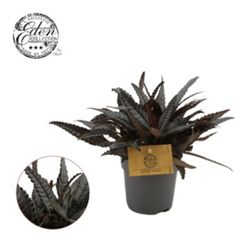 image PILEA HITCHCOCKII