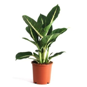 image DIEFFENBACHIA GREEN MAGIC