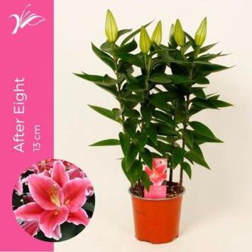 image LILIUM AFTER EIGHT 3PP