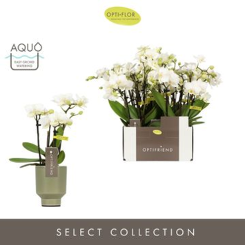image PHALAENOPSIS 4BR MF BLANC CERAM