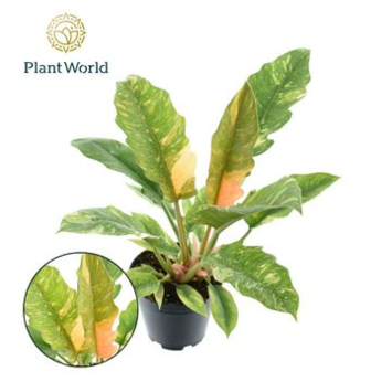 image PHILODENDRON RING OF FIRE