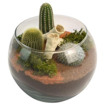 image VERRERIE NUBIE 20