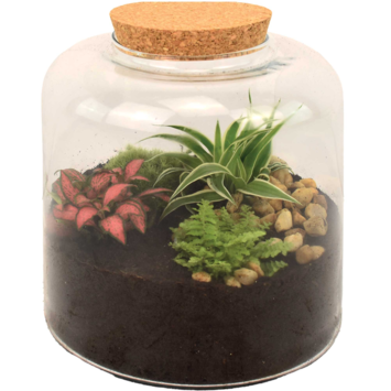 image TERRARIUM BIRMANIE 20