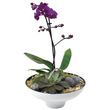 Rempoter une orchidée - Gamm vert