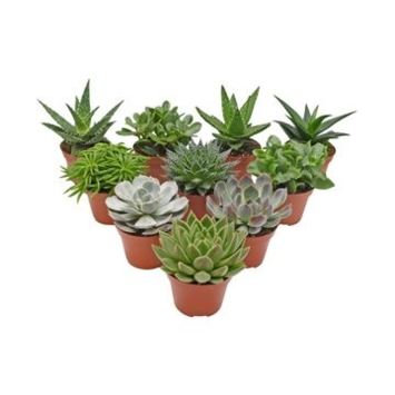 image SUCCULENTE VARIEE