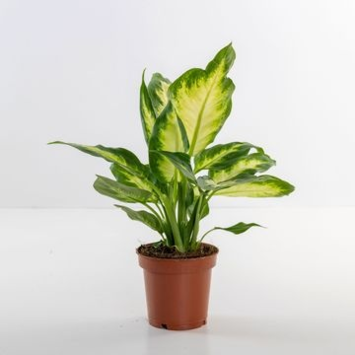 image DIEFFENBACHIA CAMILLA