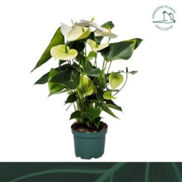 image ANTHURIUM ANDREANUM BLANC