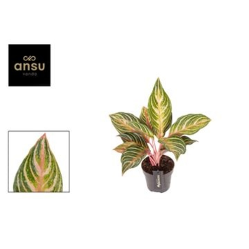 image AGLAONEMA DREAMCATCHER