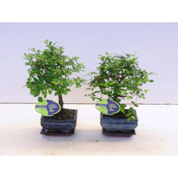 image BONSAI CERAM