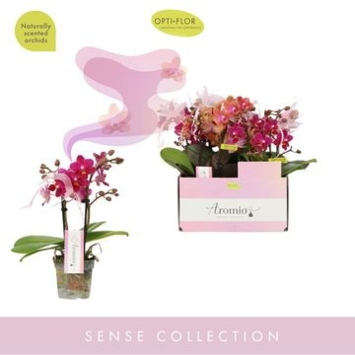 image PHALAENOPSIS 2BR MF VARIE