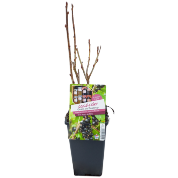 image CASSIS NOIR GEANT DE BOSKOOP