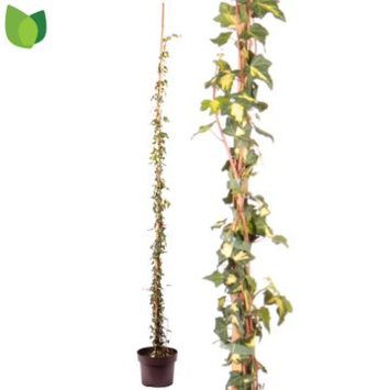image HEDERA GOLDHEART TUTEUR