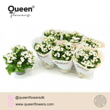 image KALANCHOE FL DBLE BLANC