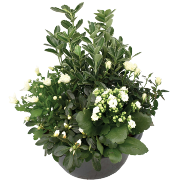 image COUPE EXT HENRI