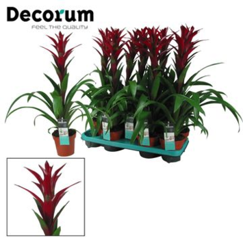 image GUZMANIA SWITCH MAUVE