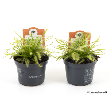image DROSERA CAPENSIS