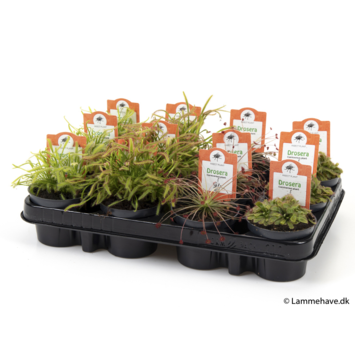 image DROSERA VARIES