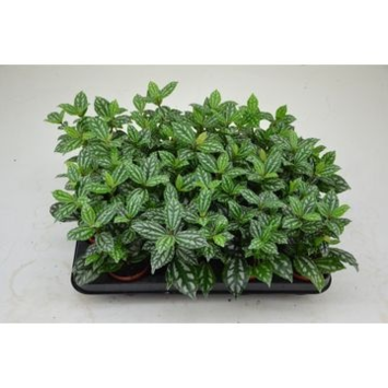 image PILEA CADIEREI