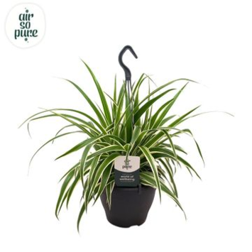 image CHLOROPHYTUM VITTATUM SUSP
