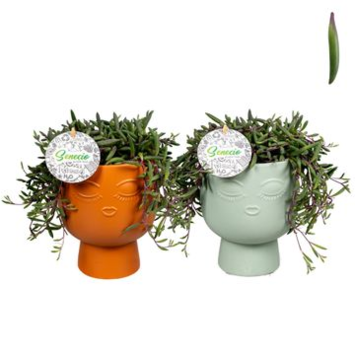 image SENECIO HERREIANUS CERAM