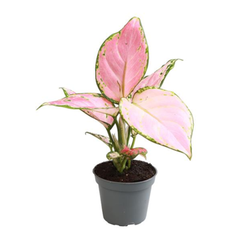 image AGLAONEMA RED ZIRKON