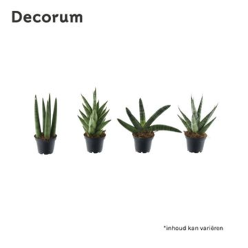 image SANSEVIERIA SONORA VARIE