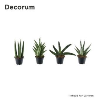 image SANSEVIERIA SONORA VARIE