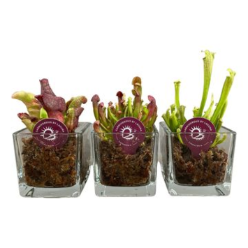 image SARRACENIA CUBE VERRE