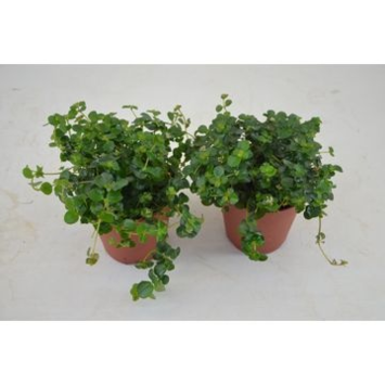 image PILEA DEPRESSA SAO PAULO