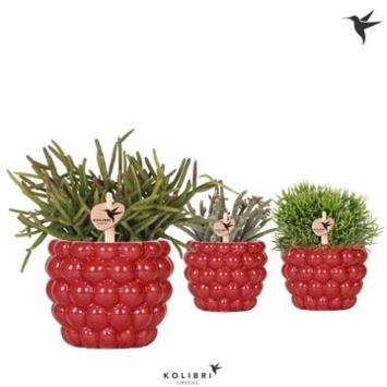 image RHIPSALIS CERAM