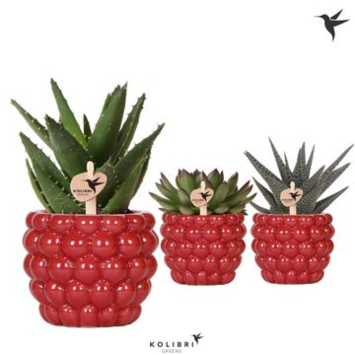 image SUCCULENTE VARIEES CERAM