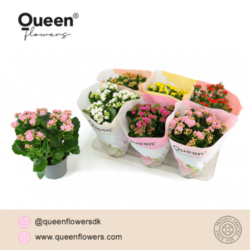 image KALANCHOE FL DBLE