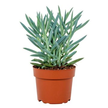 image SENECIO MOUNT EVEREST