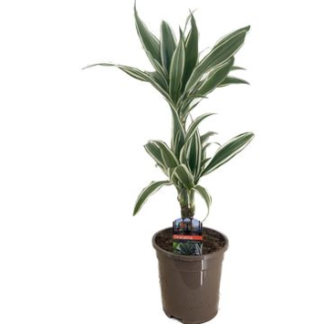 image DRACAENA WHITE STRIPE 30-10