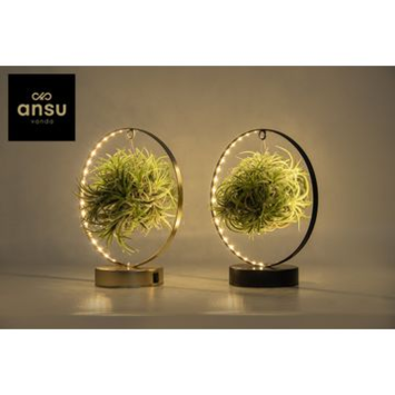 image TILLANDSIA METAL SUSP