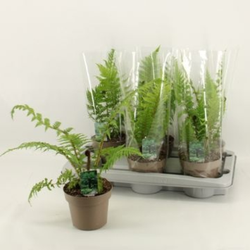 image CYATHEA AUSTRALIS