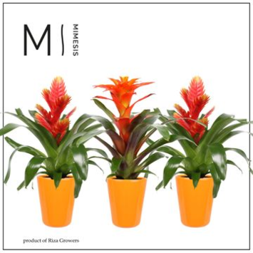 image BROMELIACEE ORANGE CERAM