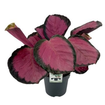 image CALATHEA MYSTY RED