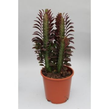 image EUPHORBIA TRIGONA RUBRA