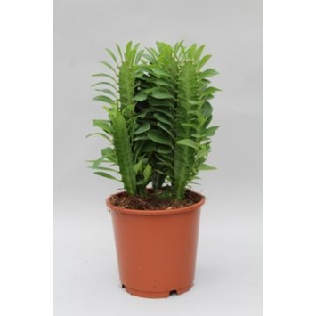 image EUPHORBIA TRIGONA
