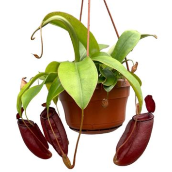 image NEPENTHES DIANA SUSP