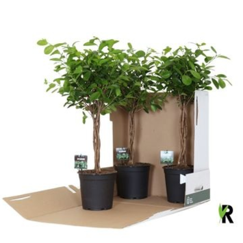 image FICUS MOCLAME TRESSEE