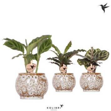image CALATHEA VARIE CERAM
